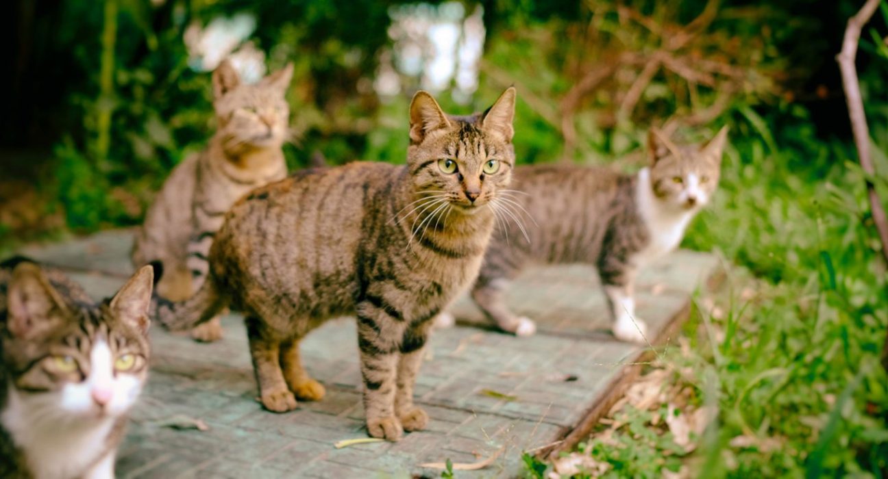 mp-exige-acolhimento-de-colonia-de-gatos-em-piata,-salvador
