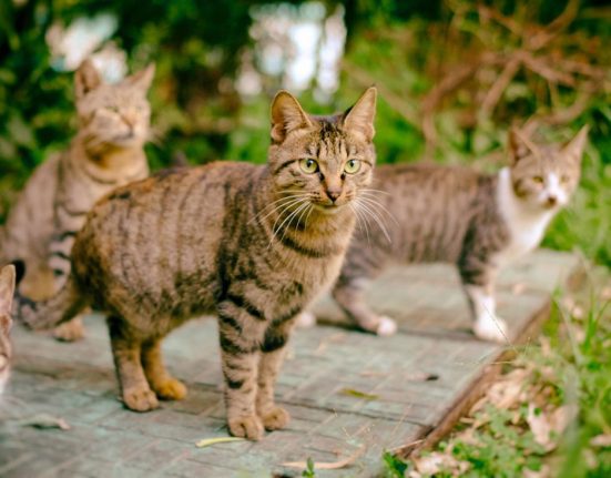 mp-exige-acolhimento-de-colonia-de-gatos-em-piata,-salvador