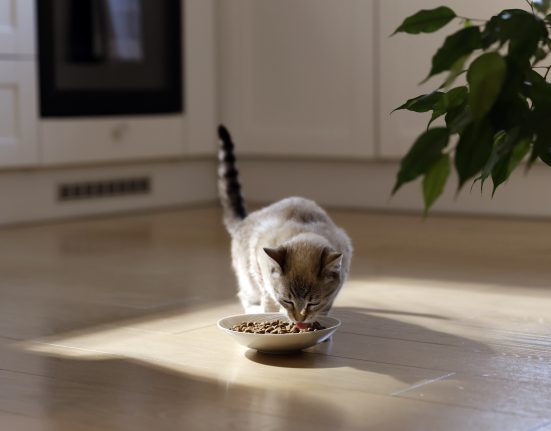 hill’s-pet-destaca-a-importancia-da-palatabilidade-na-alimentacao-de-caes-e-gatos