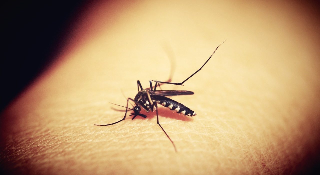 aumenta-preocupacao-com-quadros-graves-de-dengue-no-brasil